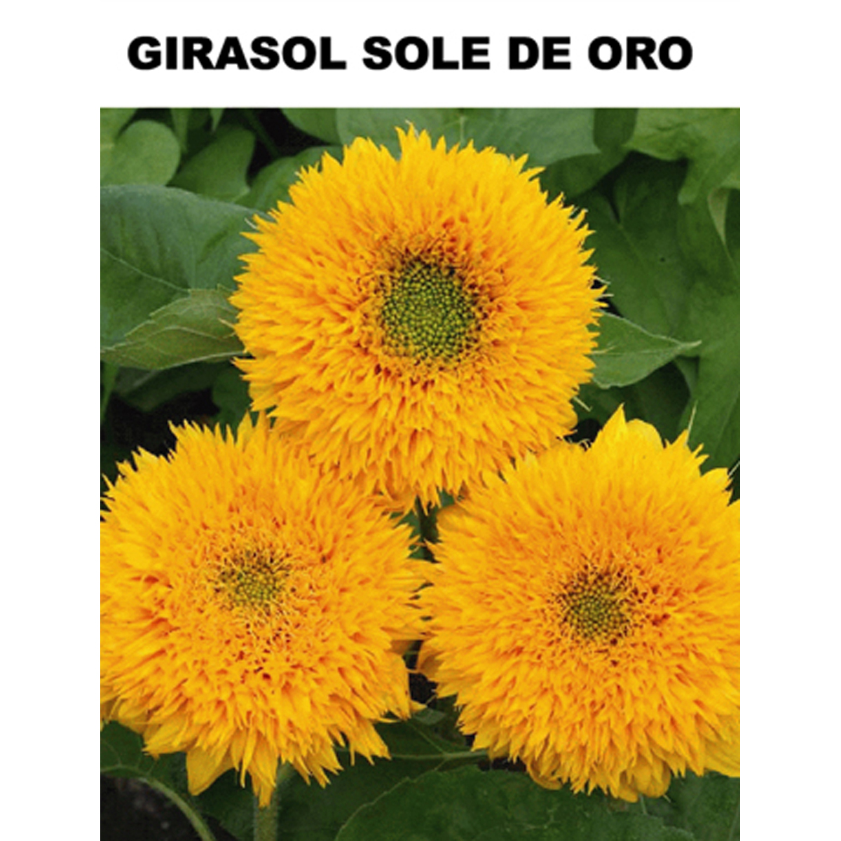 Semilla Flor Girasol de Oro - 945673