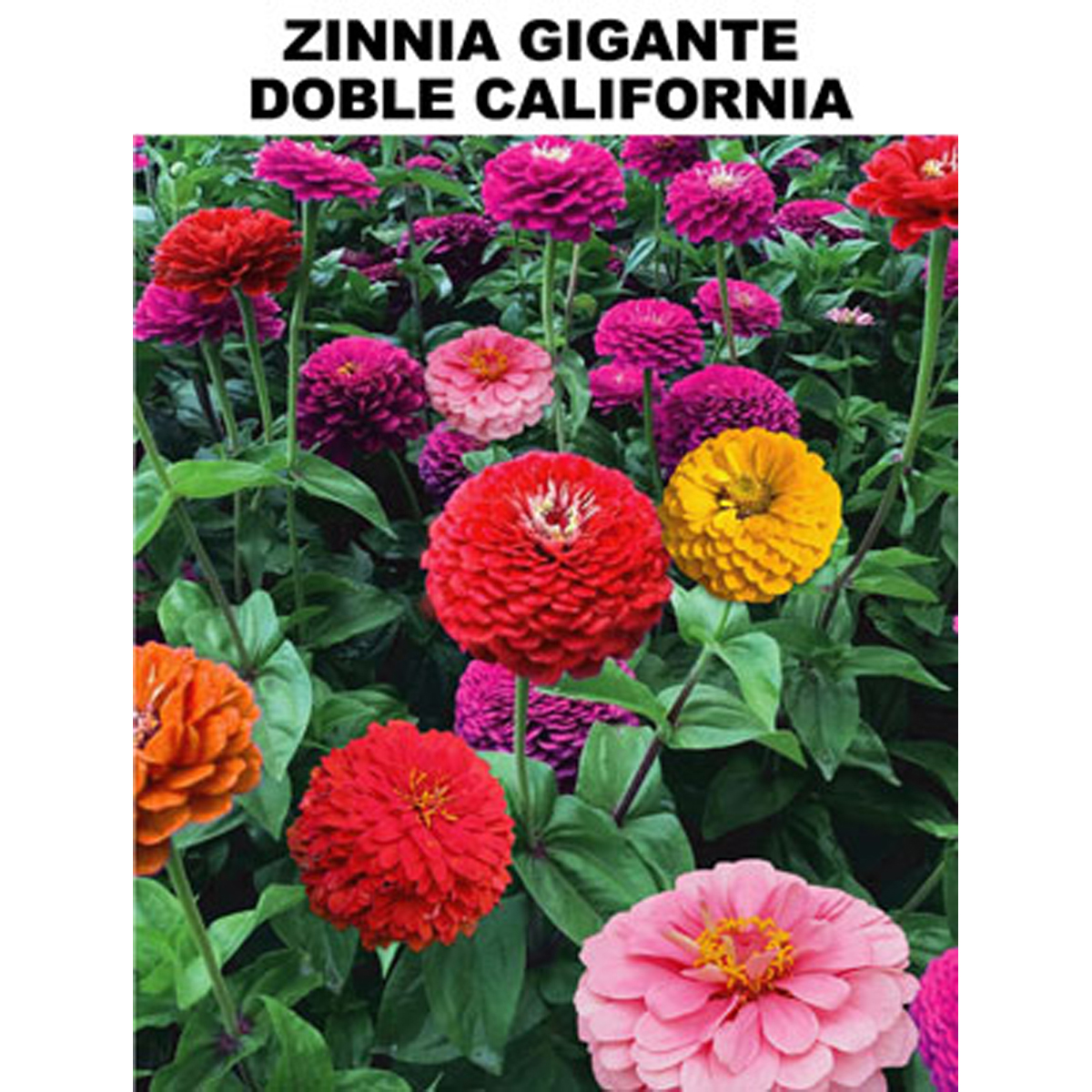 Semilla Flor Zinnia Gigante - 945674