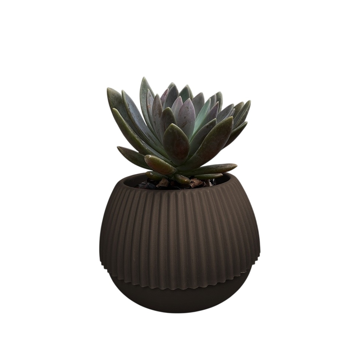 Macetero Shell Moka #2 - 1081086