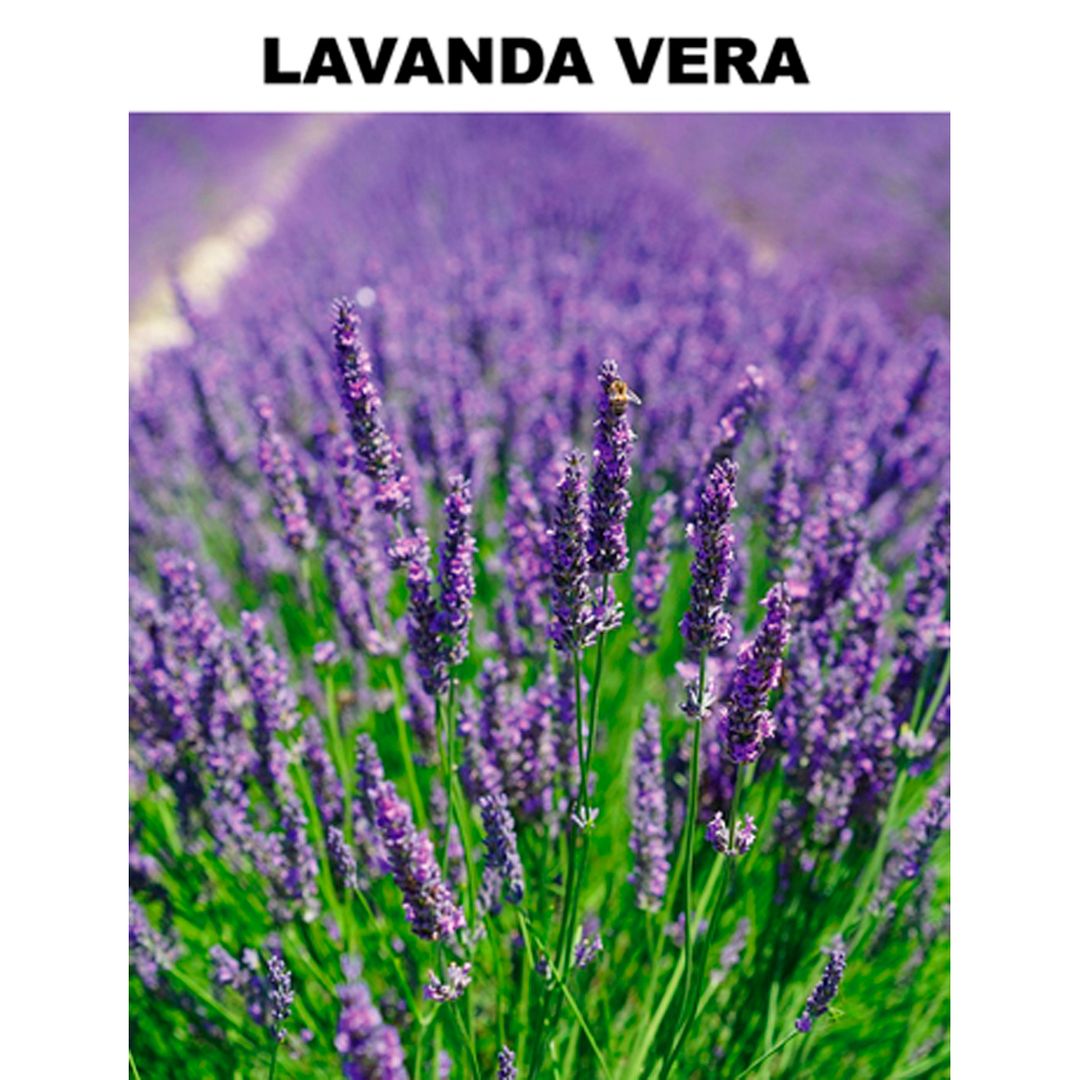 Semilla Planta Lavanda - 945680