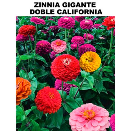 Semilla Flor Zinnia Gigante - 945674